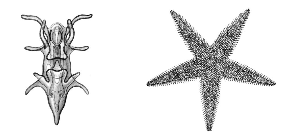 Bilateral and fivefold symmetry of a starfish (Asteria sp.) larva and adult